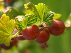 Stachelbeere `Redeva`, Ribes uva-crispa `Redeva`