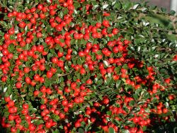 Baumschule Horstmann: Fächermispel, 20-30 cm, Cotoneaster horizontalis, Containerware