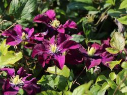 Clematis `Warszawska Nike`, 60-100 cm, Clematis `Warszawska Nike`, Containerware Clematis `Warszawska Nike`, 60-100 cm, Clematis `Warszawska Nike`, Containerware