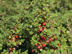 Zwergmispel 'Cochleatus' - Cotoneaster microphyllus 'Cochleatus'