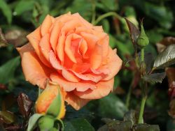 Edelrose `Ashram` ®, Rosa `Ashram` ®, Wurzelware