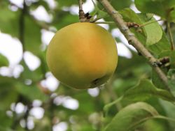 Herbstapfel `Filippa`, Stamm 40-60 cm, 120-160 cm, Malus `Filippa`, Wurzelware
