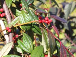 Weidenblättrige Hängemispel, 100-125 cm, Cotoneaster salicifolius floccosus Weidenblättrige Hängemispel, 100-125 cm, Cotoneaster salicifolius floccosus