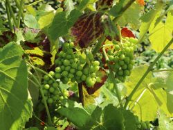 Weintraube 'Lakemont' � - Vitis 'Lakemont' �