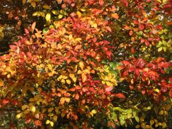 Apfeldorn `Carrierei`, 60-100 cm, Crataegus lavallei `Carrierei`, Containerware Apfeldorn `Carrierei`, 60-100 cm, Crataegus lavallei `Carrierei`, Containerware