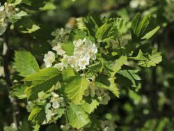 Scharlachdorn, 60-100 cm, Crataegus coccinea, Containerware