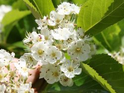 Pflaumenbl�ttrigen Wei�dorn - Crataegus prunifolia