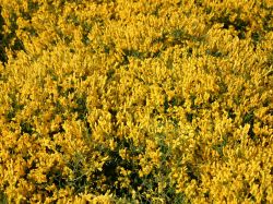 Duftender Zwergginster / Kriechginster - Cytisus beanii