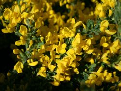 Kissenginster, 30-40 cm, Cytisus decumbens, Containerware Kissenginster, 30-40 cm, Cytisus decumbens, Containerware