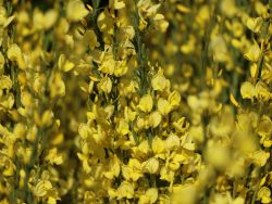 Baumschule Horstmann: Elfenbein-Ginster, 40-60 cm, Cytisus praecox Allgold, Containerware