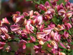 Baumschule Horstmann: Elfenbeinginster Hollandia, 40-60 cm, Cytisus praecox Hollandia