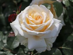 Edelrose 'Ambiente' � - Rosa 'Ambiente' �