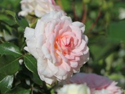 Strauchrose 'Bremer Stadtmusikanten' � / 'Belami' � - Rosa 'Bremer Stadtmusikanten' � / 'Belami' �
