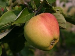Tulpfenapfel Freiherr von Trauttenberg hier bestellbar Foto Horstmann