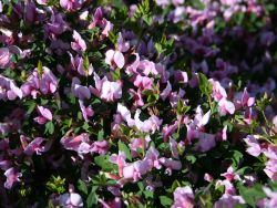Purpur-Ginster / Rosenginster - Cytisus purpureus