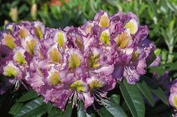 Rhododendron `Edwin O.Weber`, Rhododendron Hybride `Edwin O. Weber` Rhododendron `Edwin O.Weber`, Rhododendron Hybride `Edwin O. Weber`