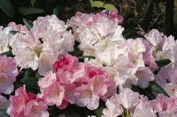 Rhododendron `Pink Parasol`, Rhododendron yakushimanum `Pink Parasol`