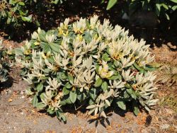 Rhododendron `Silbervelours`, 20-25 cm, Containerware