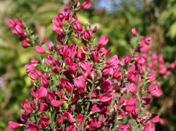 Baumschule Horstmann: Edelginster Burkwoodii, 40-60 cm, Cytisus scoparius Burkwoodii
