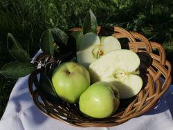 Glockenapfel, Prinzenapfel hier bestellbar Foto Horstmann
