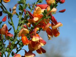 Edelginster `Erlkönig`, 40-60 cm, Cytisus scoparius `Erlkönig`, Containerware