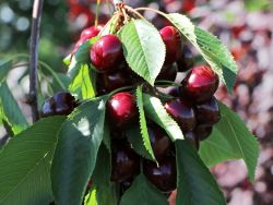 S��kirsche `Johanna`, Stamm 40-60 cm, 120-160 cm, Prunus `Johanna`