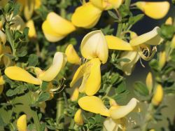 Baumschule Horstmann: Edelginster Luna, 40-60 cm, Cytisus scoparius Luna, Containerware