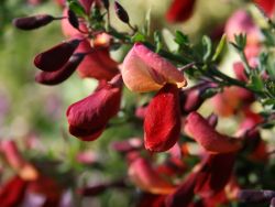 Edelginster `Red Wings`, 40-60 cm, Cytisus scoparius `Red Wings`, Containerware