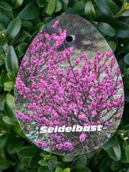 Seidelbast Foto Horstmann