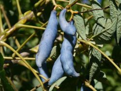 Blauschote, 60-80 cm, Decaisnea fargesii, Containerware Blauschote, 60-80 cm, Decaisnea fargesii, Containerware