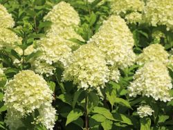 Rispenhortensie 'Limelight' - Hydrangea paniculata 'Limelight'