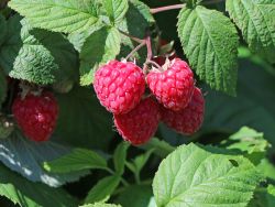 Himbeere Rubus idaeos 'Tulameen', 60-100 cm, Containerware