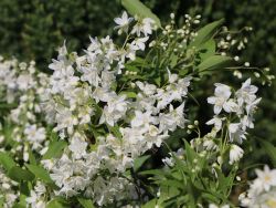 Maiblumenstrauch / Deutzie, 40-60 cm, Deutzia gracilis, Containerware