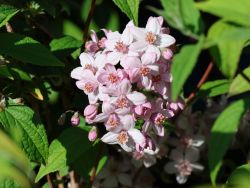 Baumschule Horstmann: Rosendeutzie Mont Rose, 40-60 cm, Deutzia hybrida Mont Rose, Containerware