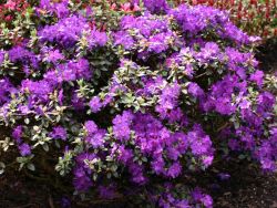 Rhododendron `Azurella`, Rhododendron calostrotum `Azurella`