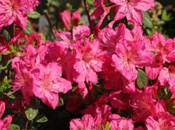 Japanische Azalee `Kirstin`, Rhododendron obtusum `Kirstin`