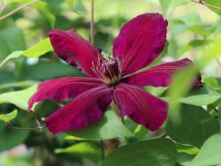 Clematis rot