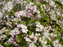 Kalmiendeutzie, 60-100 cm, Deutzia kalmiiflora, Containerware