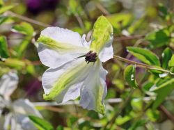 Clematis `Alba Luxurians`, 60-100 cm, Clematis viticella `Alba Luxurians` Clematis `Alba Luxurians`, 60-100 cm, Clematis viticella `Alba Luxurians`
