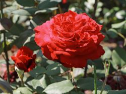 Duftende Edelrosen und Historische Rosen mit großen Blüten