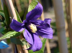 Baumschule Horstmann: Clematis New Hendersonii, 60-100 cm, Clematis New Hendersonii, Containerware