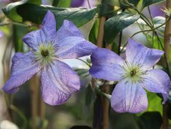 Clematis 'Jenny' - Clematis viticella 'Jenny'