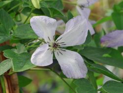 Clematis 'Caerulea Luxurians' - Clematis viticella 'Caerulea Luxurians'