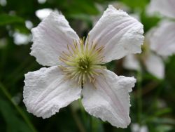 Baumschule Horstmann: Clematis Hägelby White, 60-100 cm, Clematis viticella Hägelby White