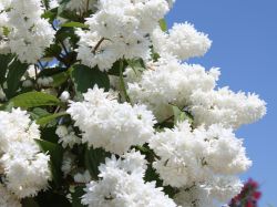 Hoher Maiblumenstrauch / Sternchen Strauch / Deutzie - Deutzia magnifica