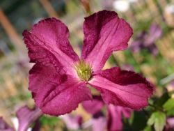 Clematis `Södertälje`, 60-100 cm, Clematis viticella `Södertälje`, Containerware