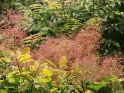 Goldgelber Per�ckenstrauch, 60-80 cm, Cotinus coggygria 'Golden Spirit'