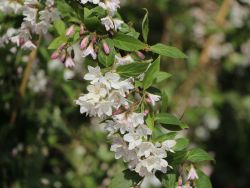 Baumschule Horstmann: Niedriger Sternchenstrauch / Niedriger Maiblumenstrauch, 40-60 cm, Deutzia rosea
