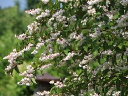 Baumschule Horstmann: Maiblumen Strauch / Gefüllter Sternchenstrauch / Deutzia Plena, 60-100 cm