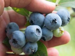 Heidelbeere 'Brigitta' - Vaccinium corymb. 'Brigitta'